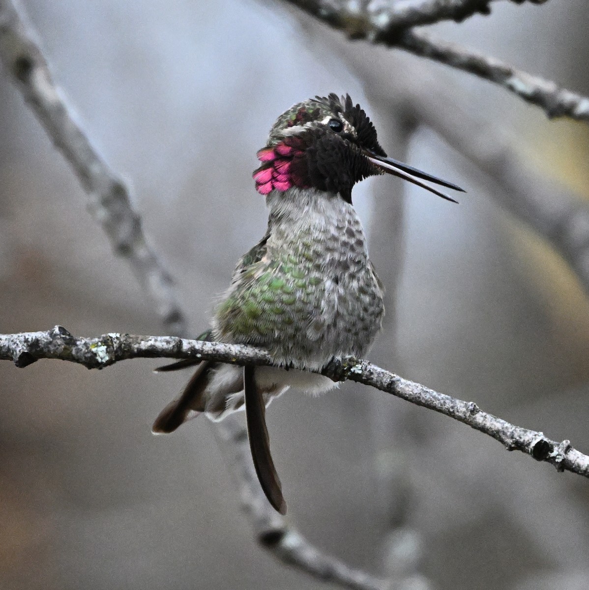 Anna's Hummingbird - ML646316768
