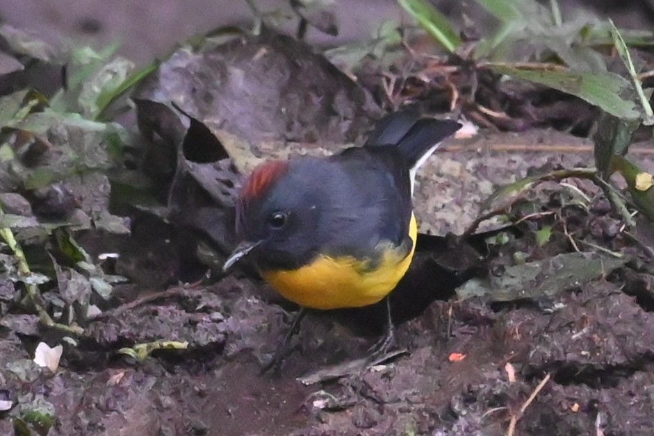 Slate-throated Redstart - ML646316771