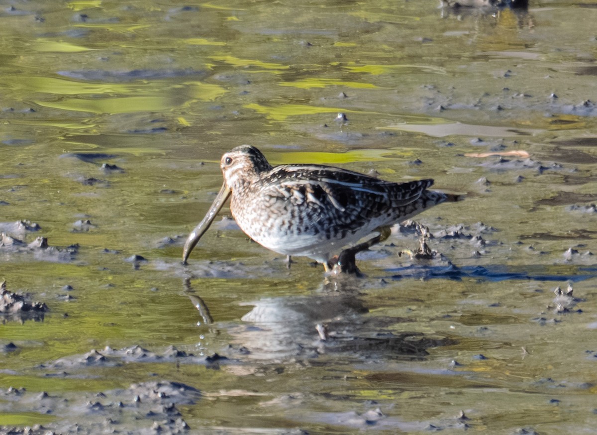 Wilson's Snipe - ML646316772