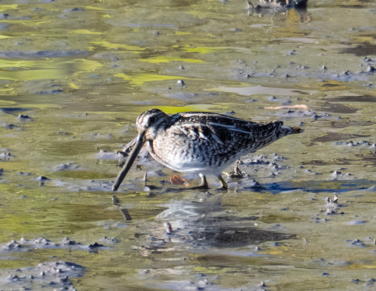 Wilson's Snipe - ML646316773