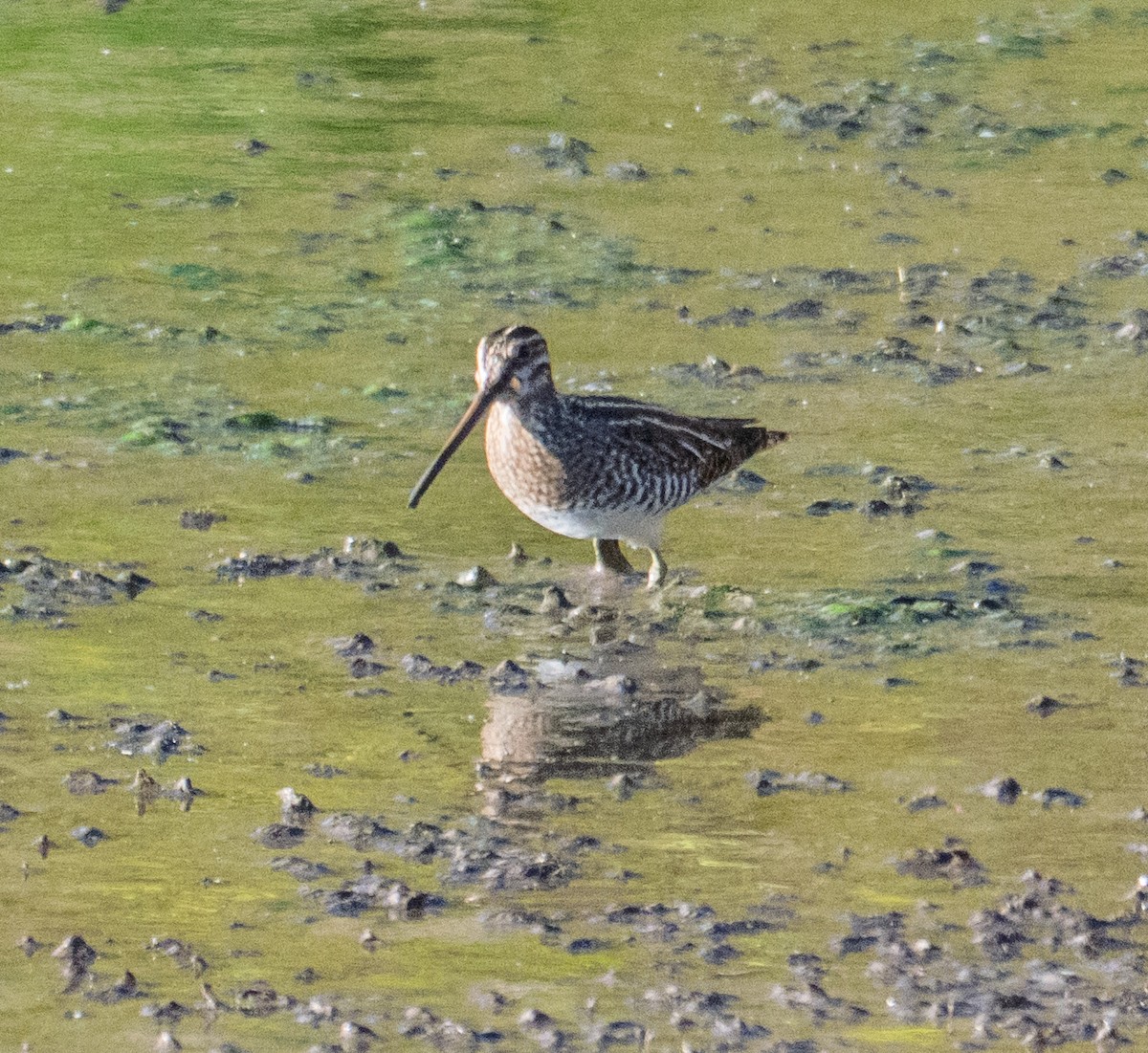 Wilson's Snipe - ML646316775