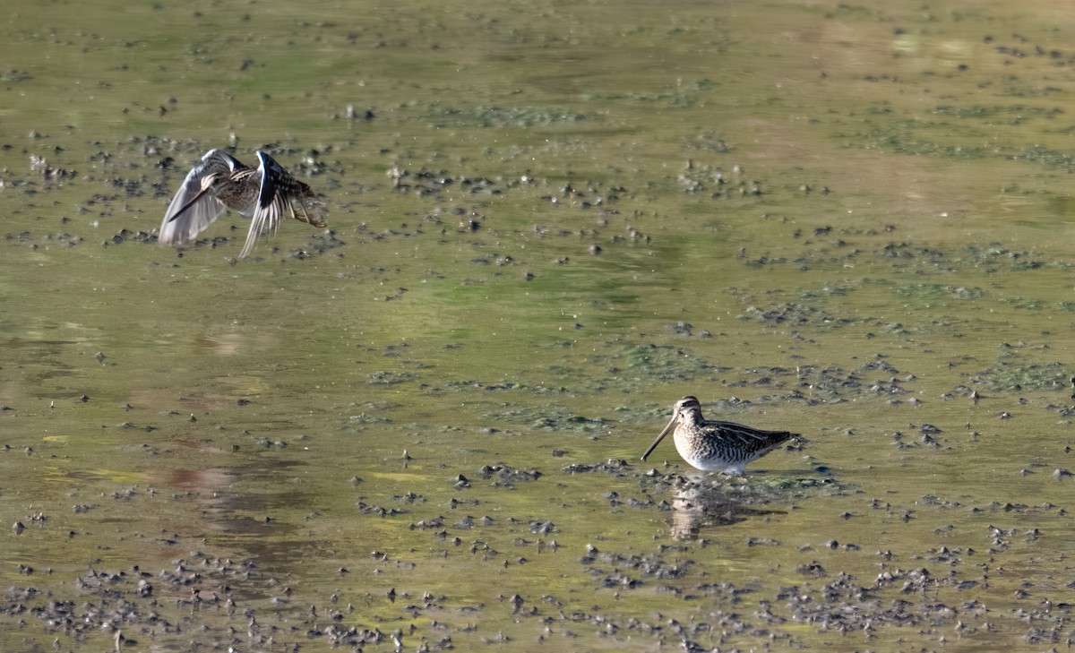 Wilson's Snipe - ML646316776