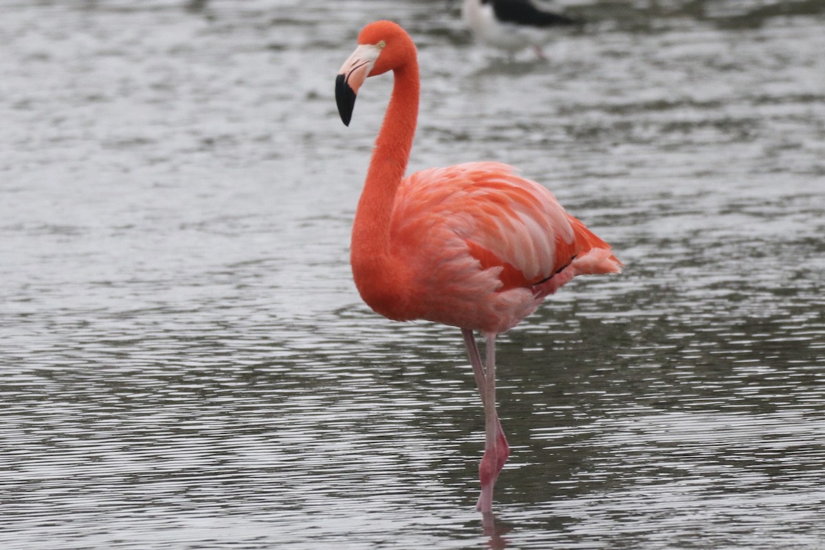 American Flamingo - ML646316778