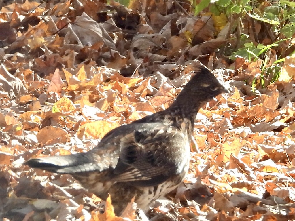 kragejerpe - ML646316780