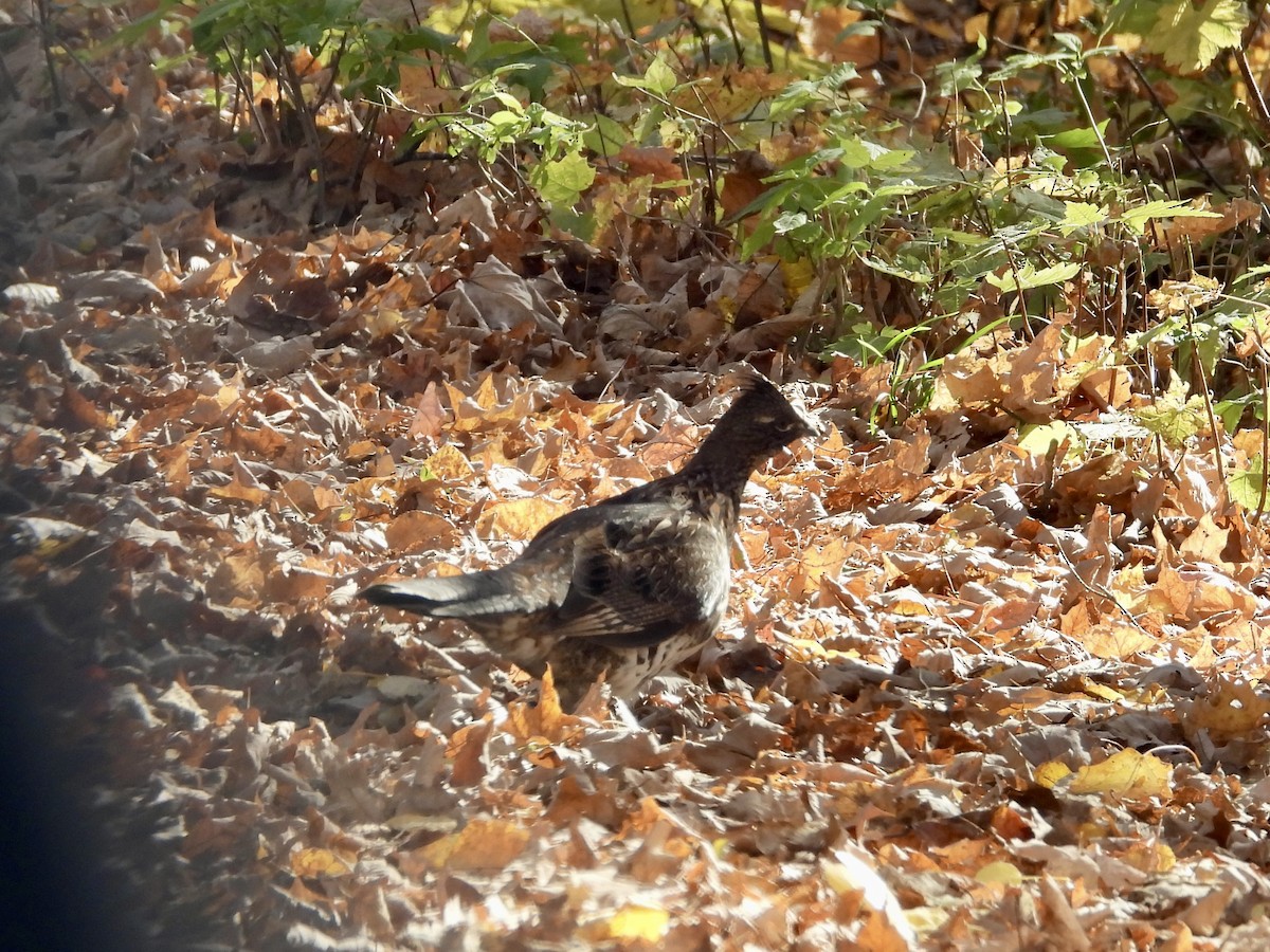 kragejerpe - ML646316781