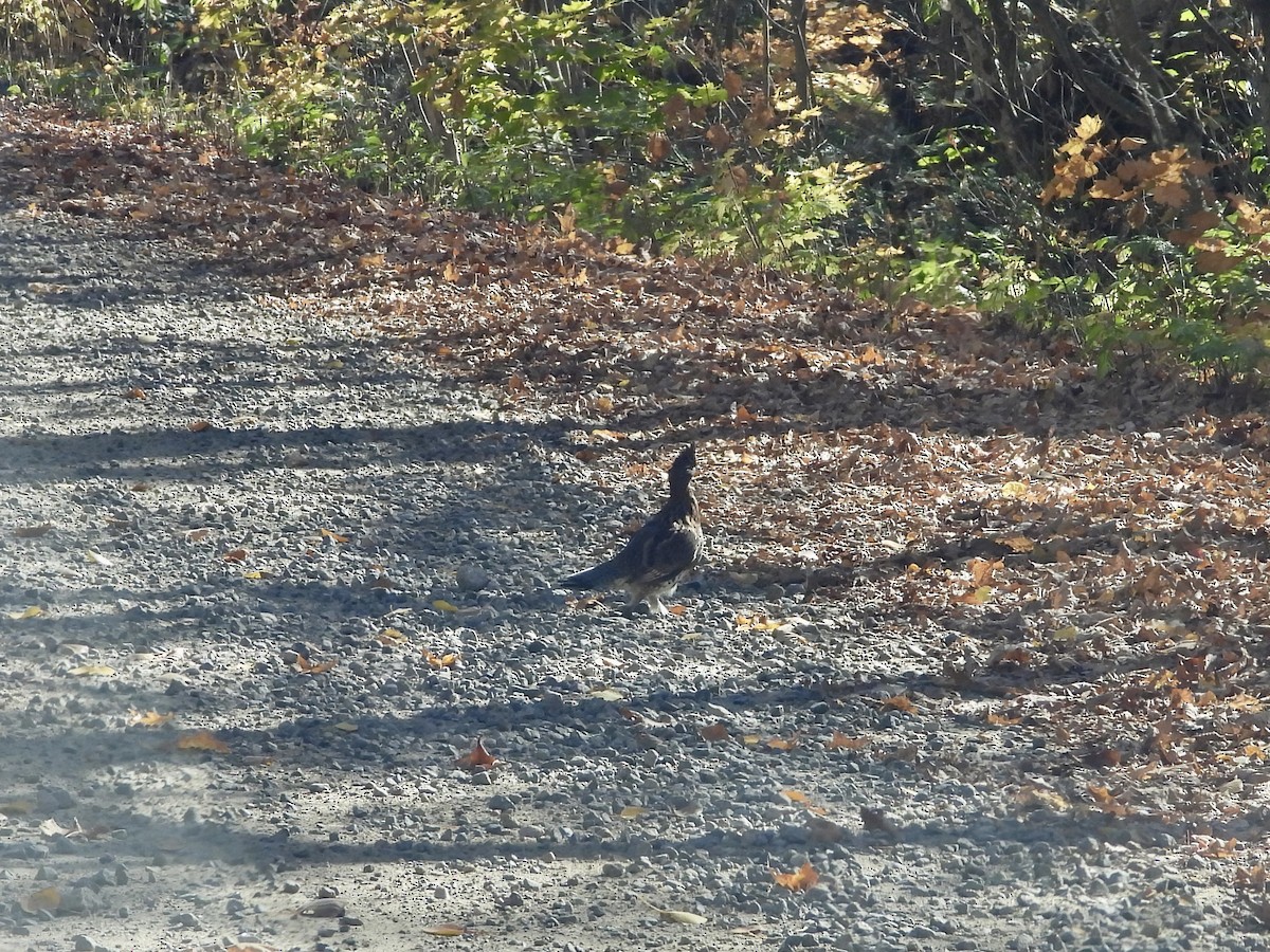 kragejerpe - ML646316782