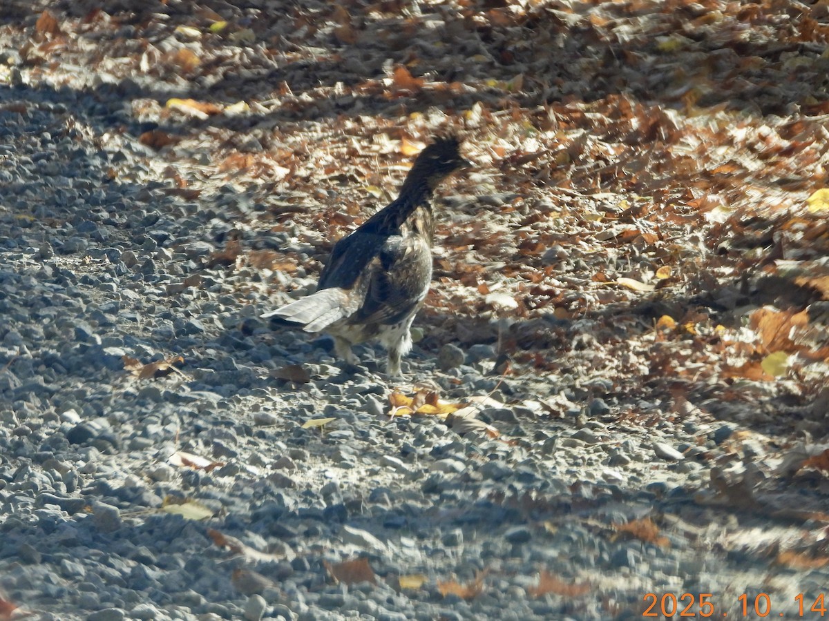 kragejerpe - ML646316783