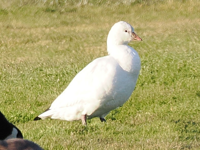 Ross's Goose - ML646316788