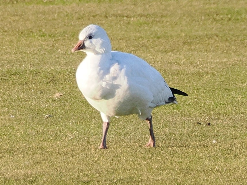 Ross's Goose - ML646316789