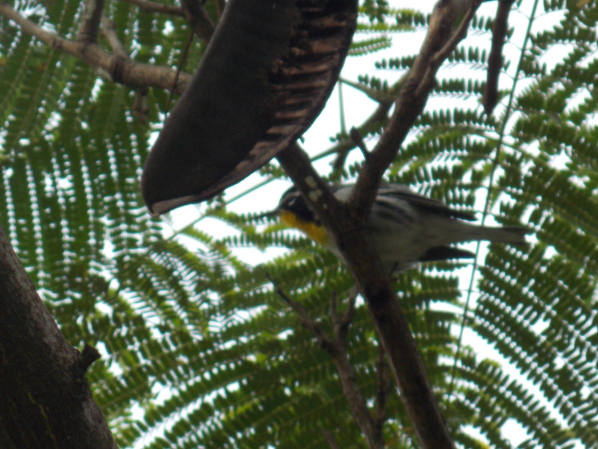 Goldkehl-Waldsänger - ML646316790