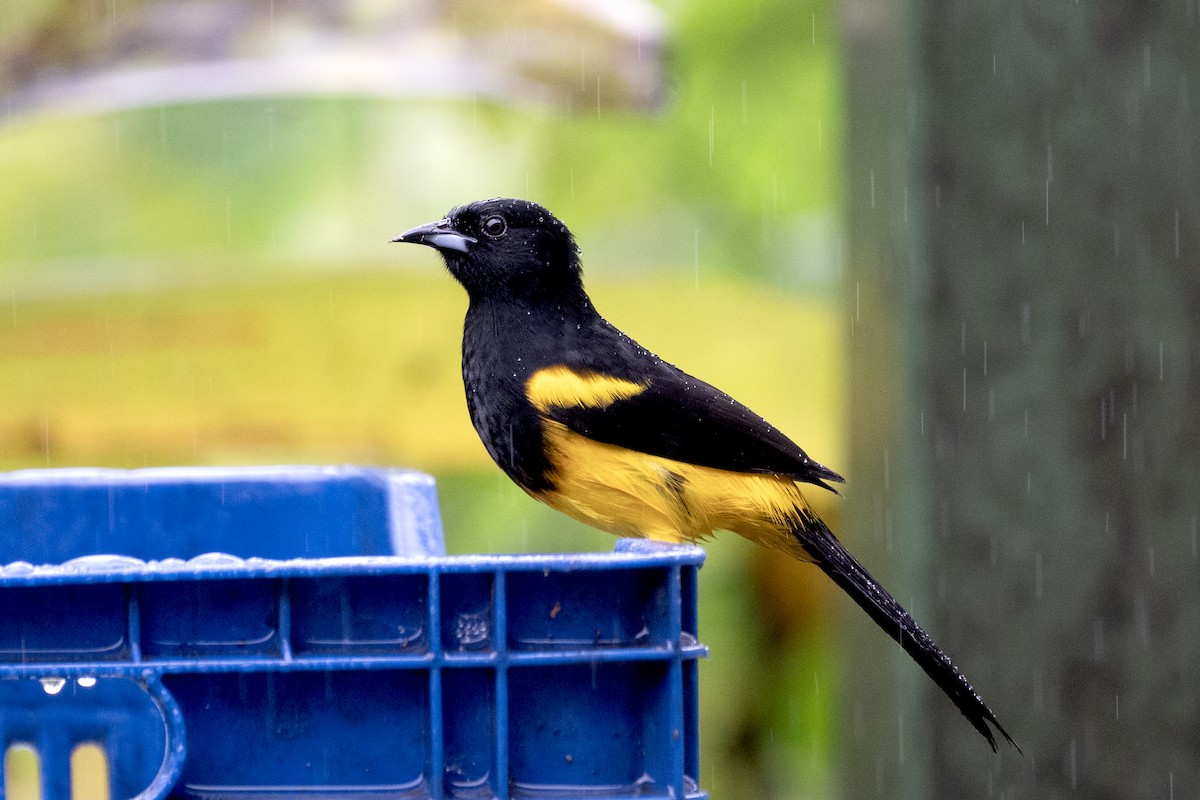 Black-cowled Oriole - ML646316791