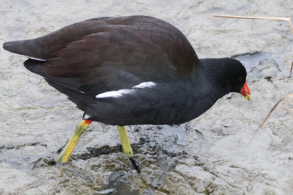 Common Gallinule - ML646316797