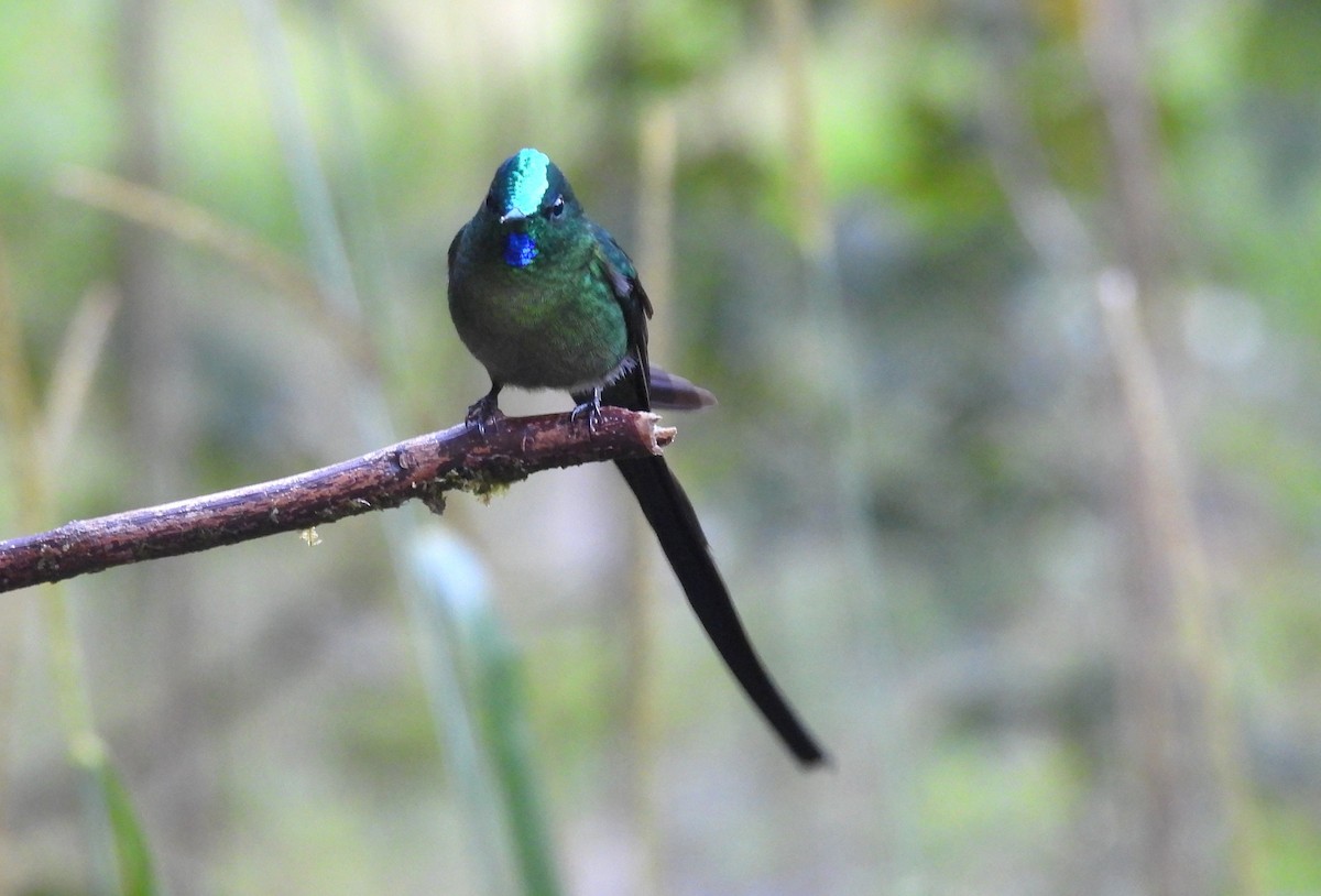 Long-tailed Sylph - ML646316799