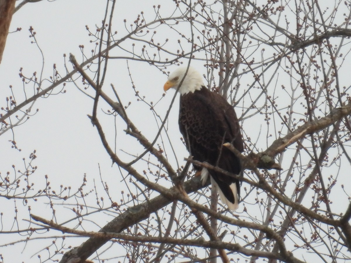 Pygargue à tête blanche - ML646316801