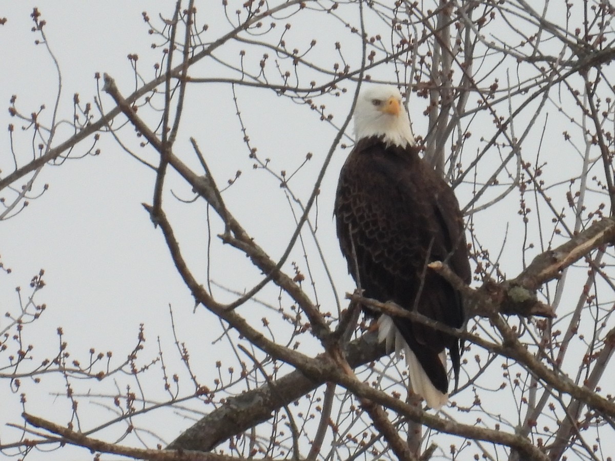 Pygargue à tête blanche - ML646316802