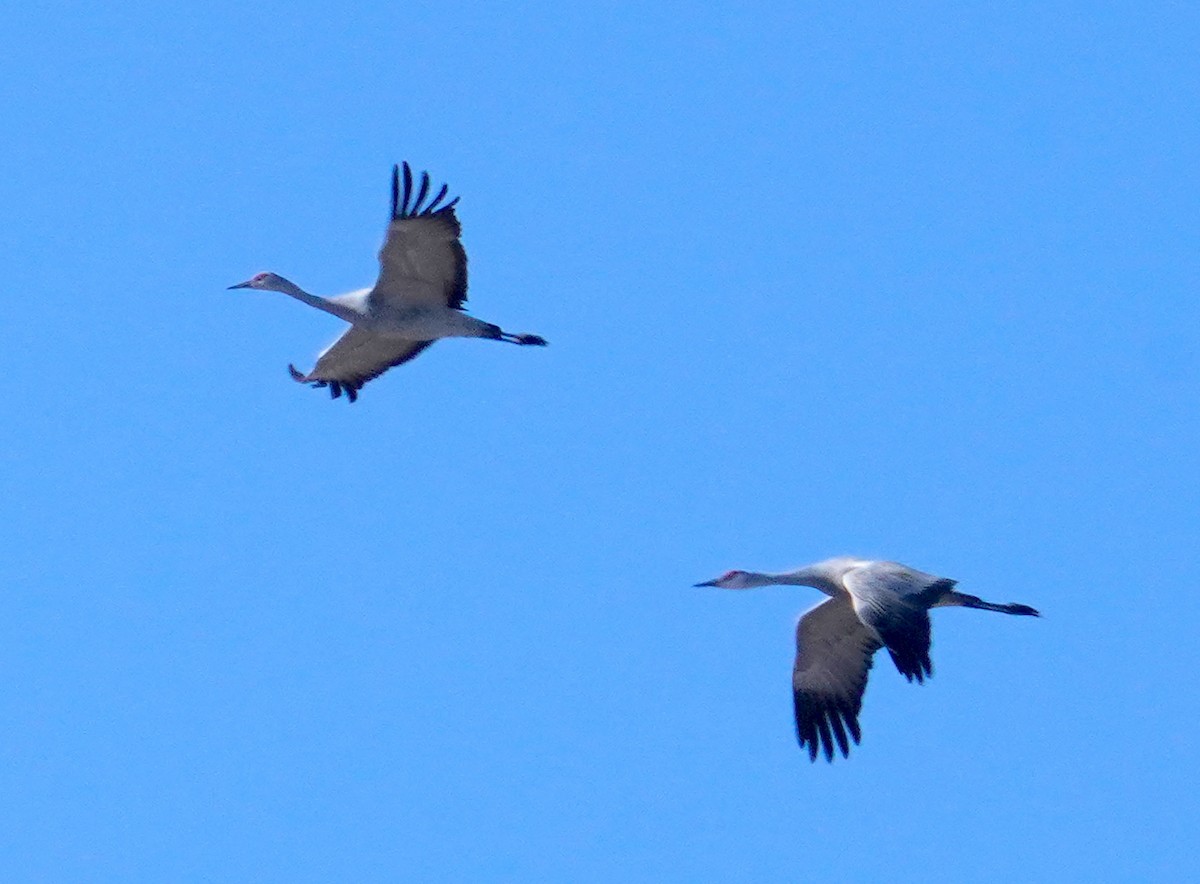 עגור קנדי - ML646316803
