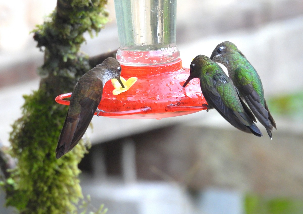 Bronzy Inca - ML646316806