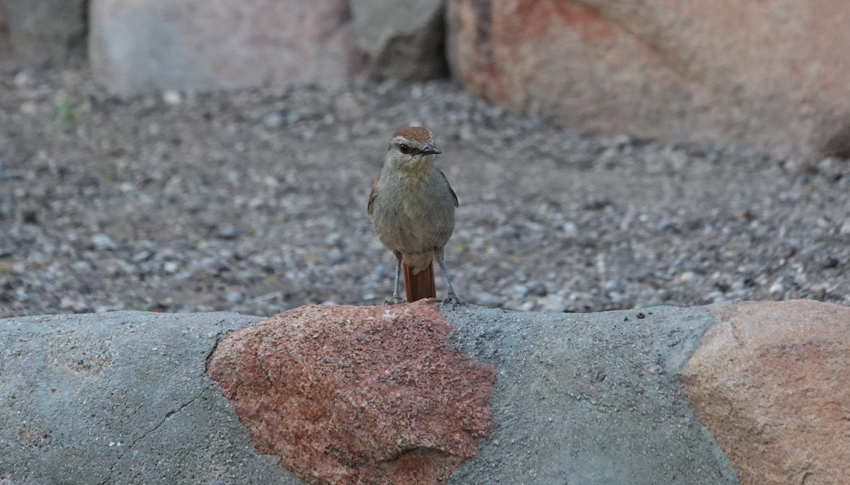 Rufous-tailed Palm-Thrush - ML646316807