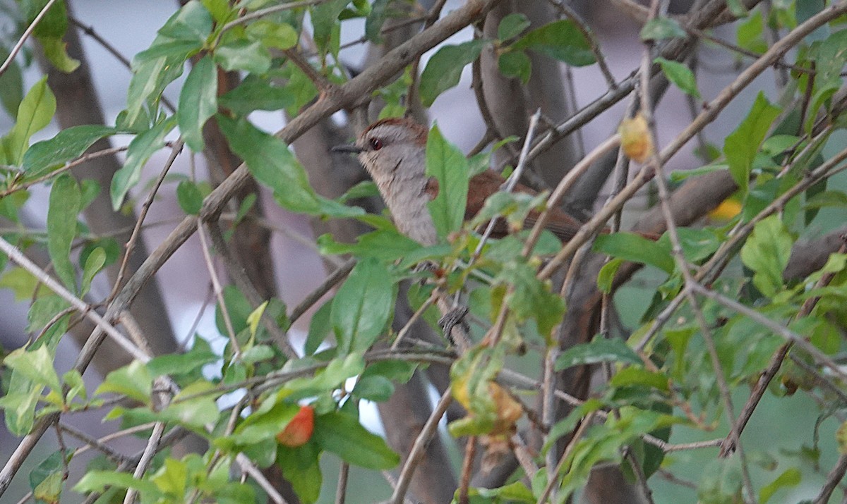 Rufous-tailed Palm-Thrush - ML646316808