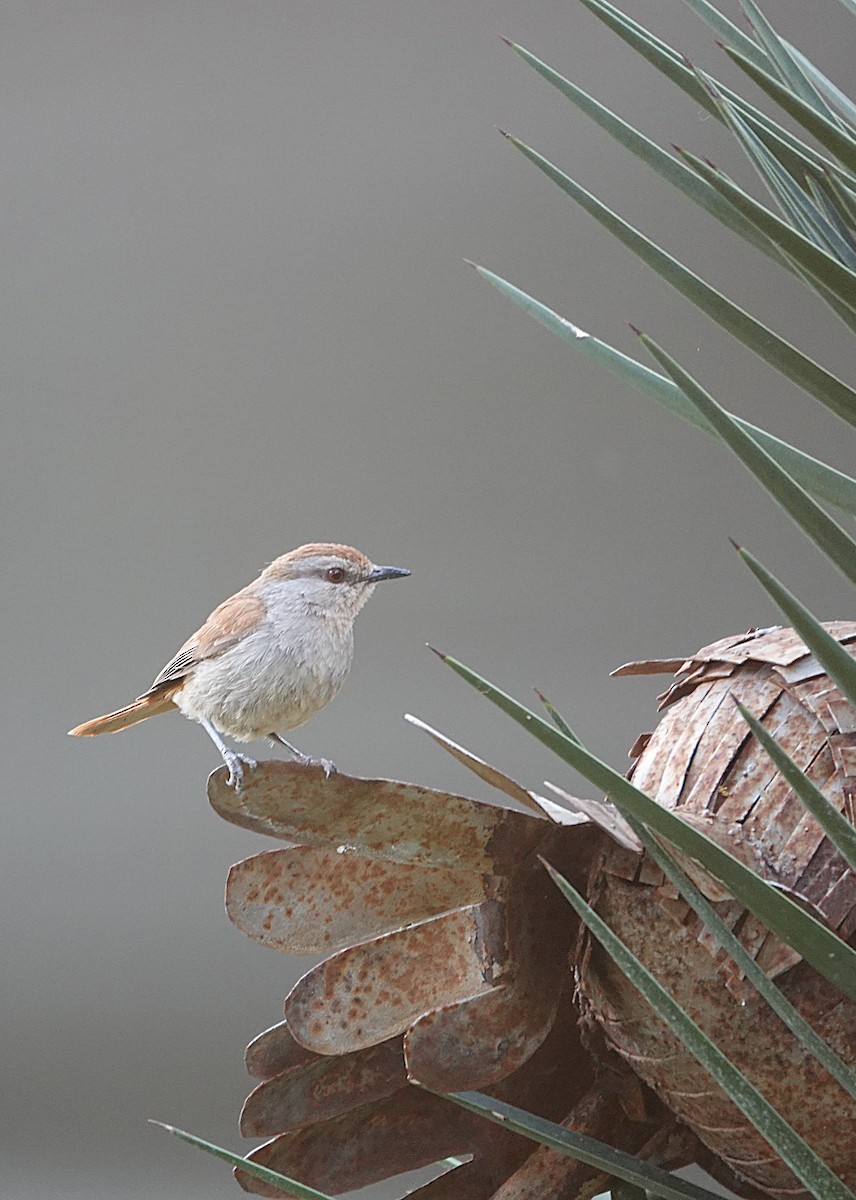 Rufous-tailed Palm-Thrush - ML646316809