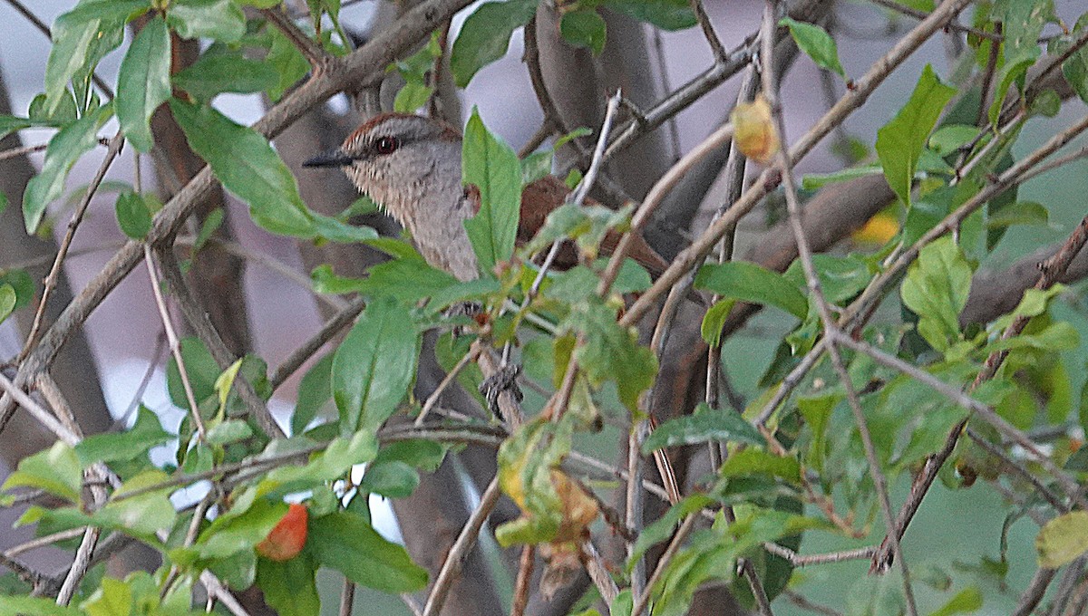 Rufous-tailed Palm-Thrush - ML646316810