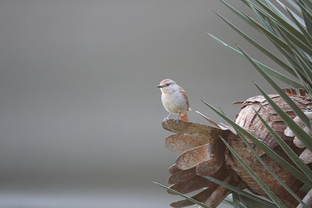 Rufous-tailed Palm-Thrush - ML646316811