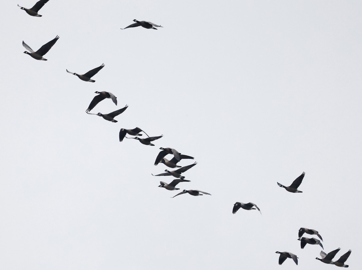 小加拿大雁 - ML646316812