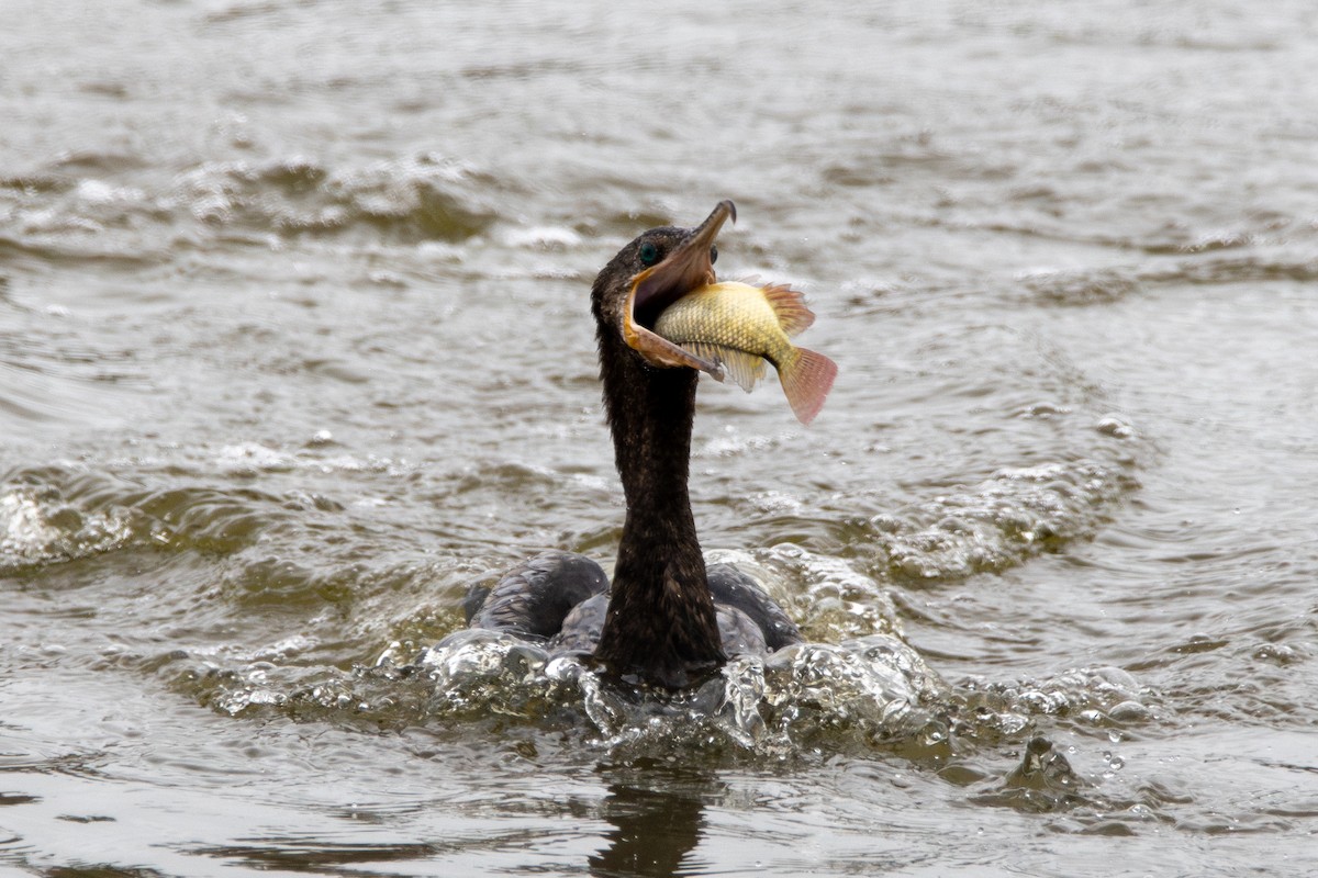 Neotropic Cormorant - ML646316815