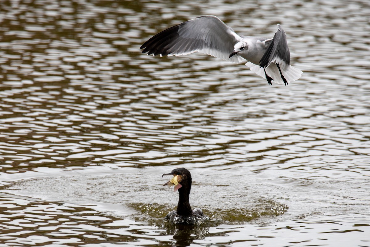 Gabbiano sghignazzante - ML646316816