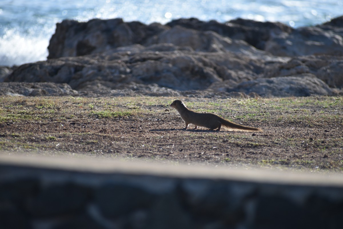 Small Indian Mongoose - ML646316824