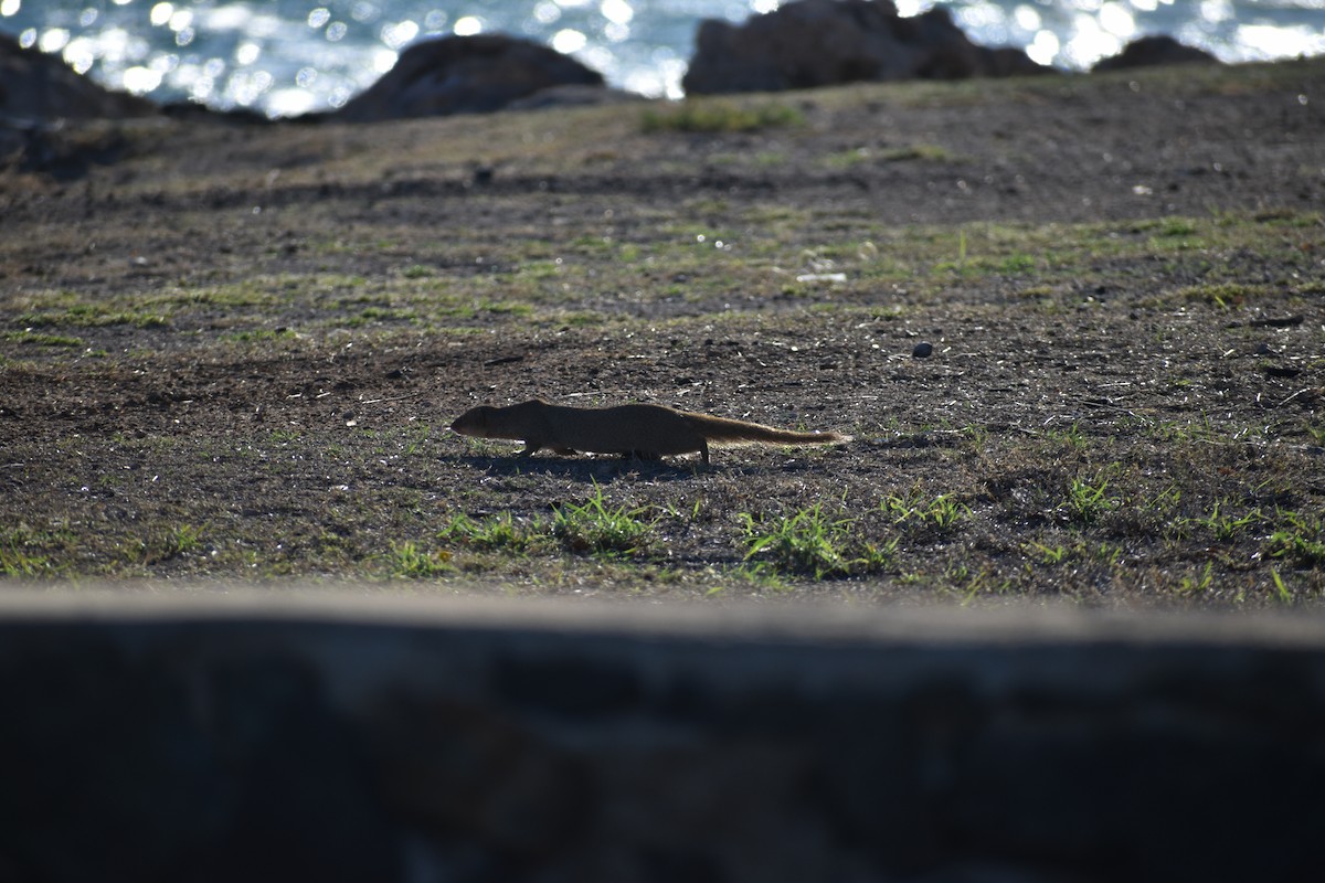 Small Indian Mongoose - ML646316825