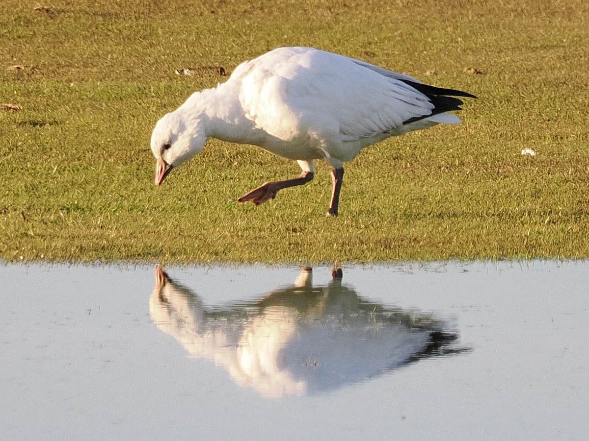 Ross's Goose - ML646316827
