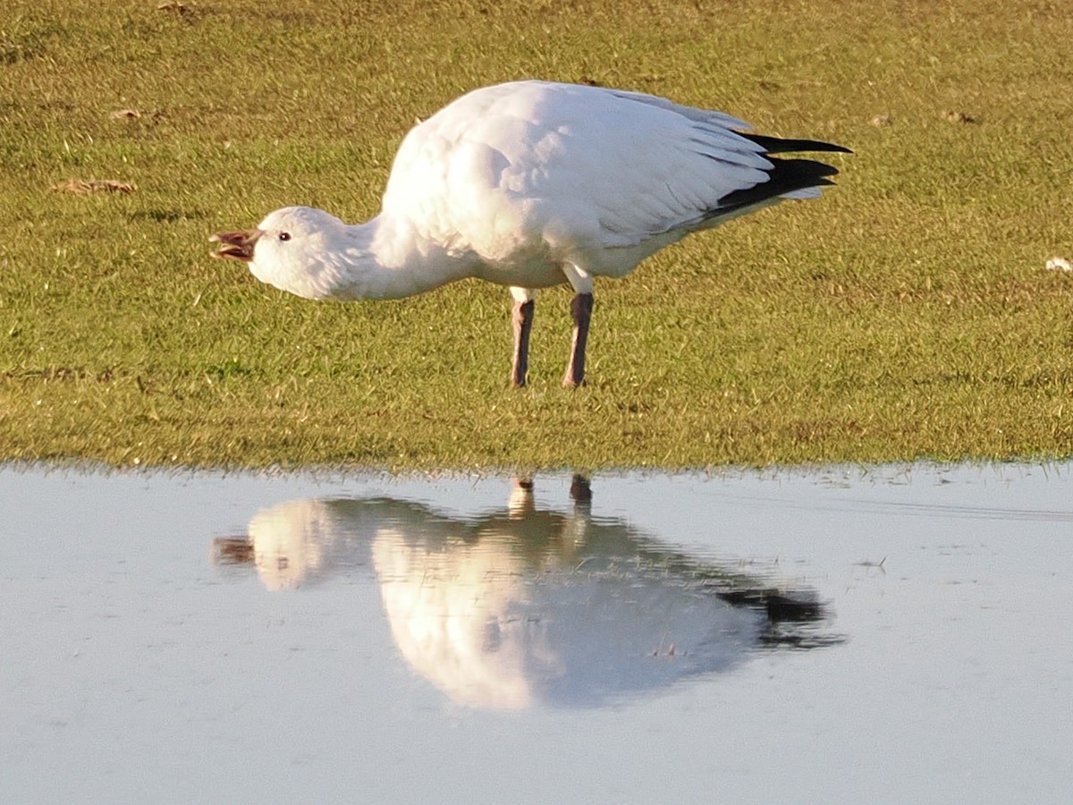 Ross's Goose - ML646316828
