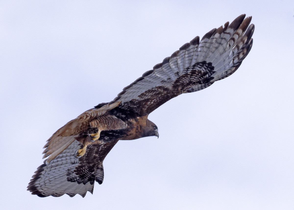 Red-tailed Hawk (calurus/abieticola) - ML646316837