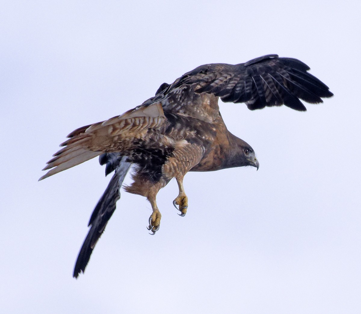 Red-tailed Hawk (calurus/abieticola) - ML646316838