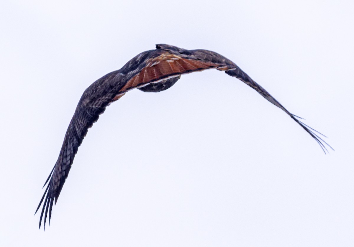 Red-tailed Hawk (calurus/abieticola) - ML646316839