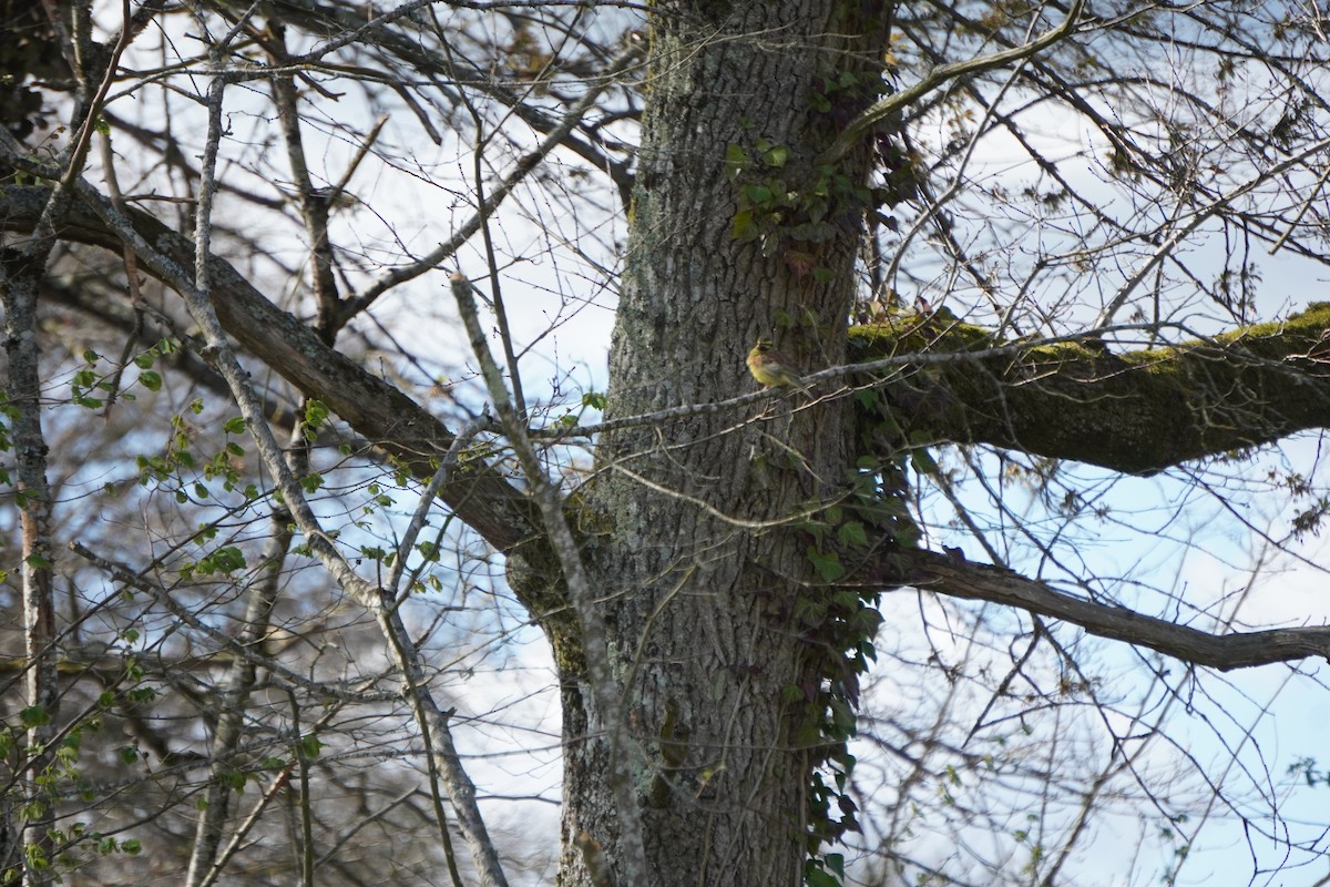 Cirl Bunting - ML646316840