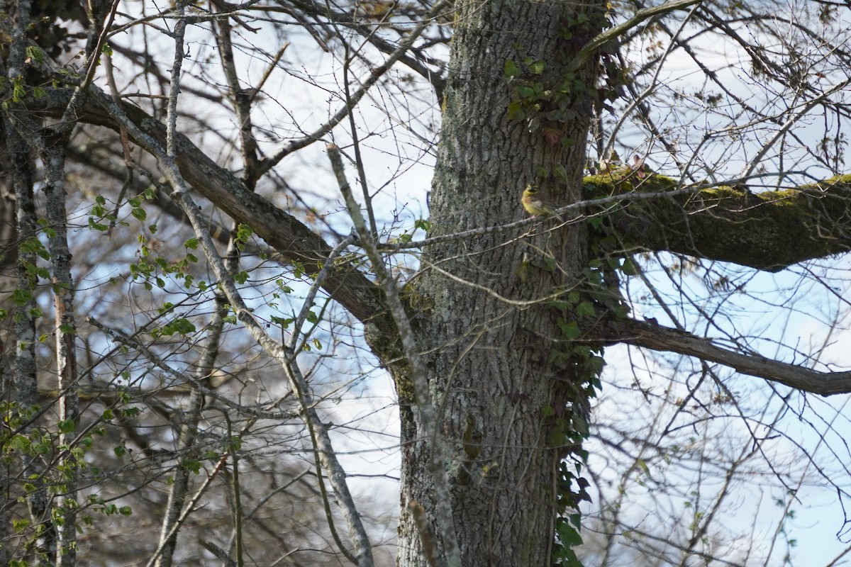 Cirl Bunting - ML646316841