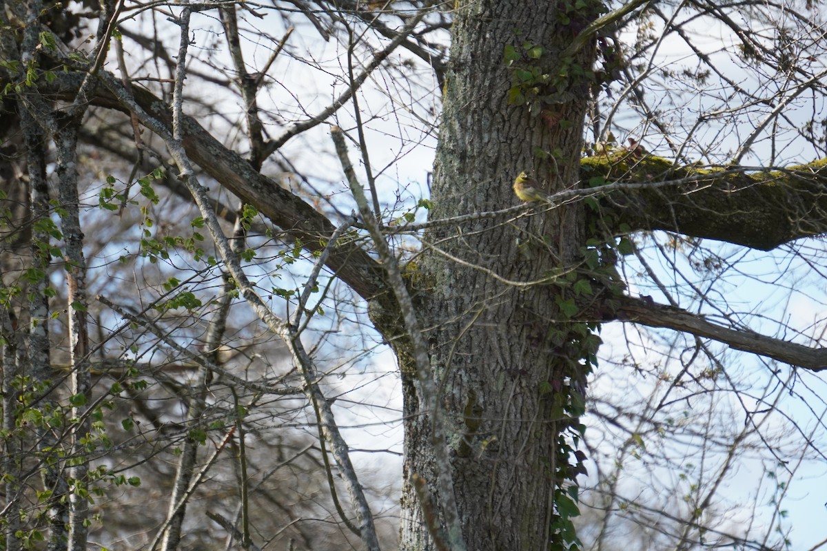 Cirl Bunting - ML646316844