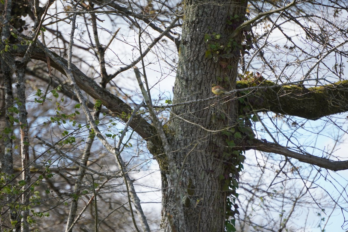 Cirl Bunting - ML646316846