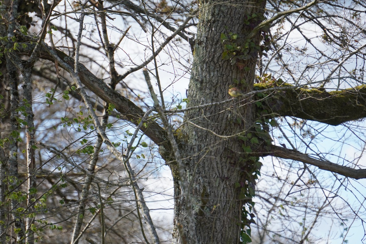 Cirl Bunting - ML646316847