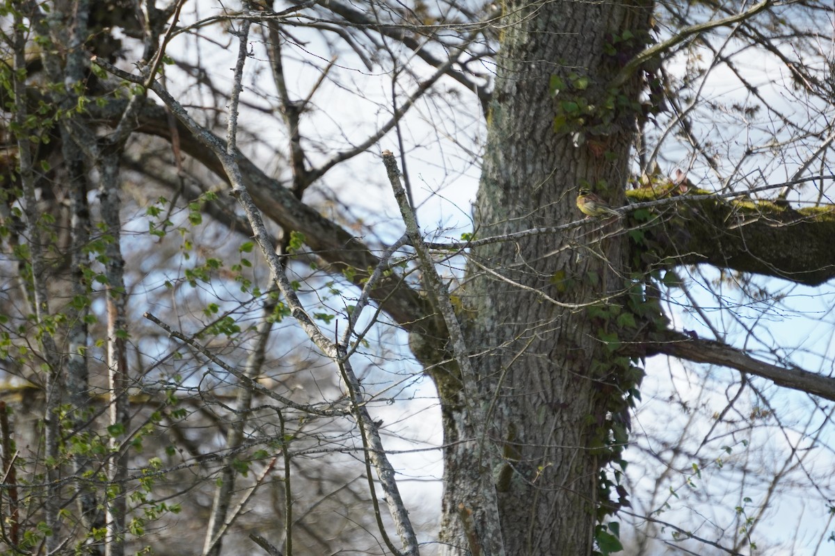 Cirl Bunting - ML646316849