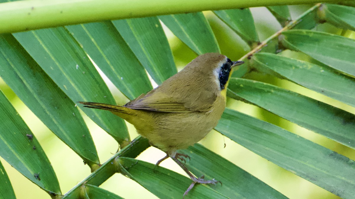 Mascarita Común - ML646316854