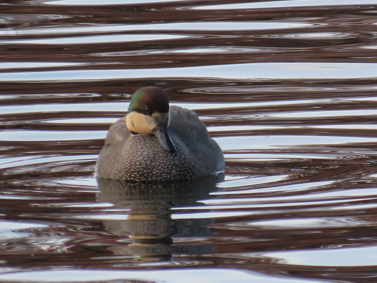 Gadwall - ML646316859