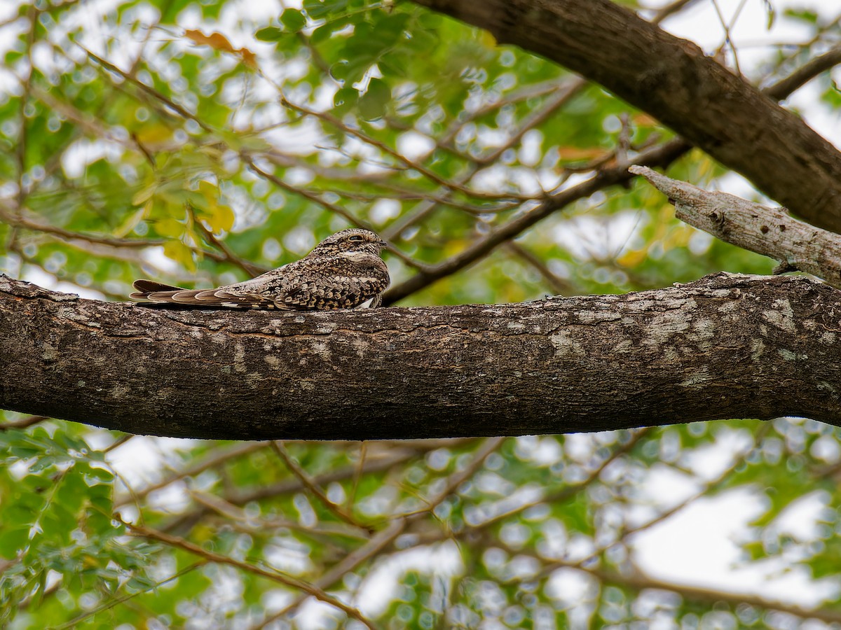 Lesser Nighthawk - ML646316860