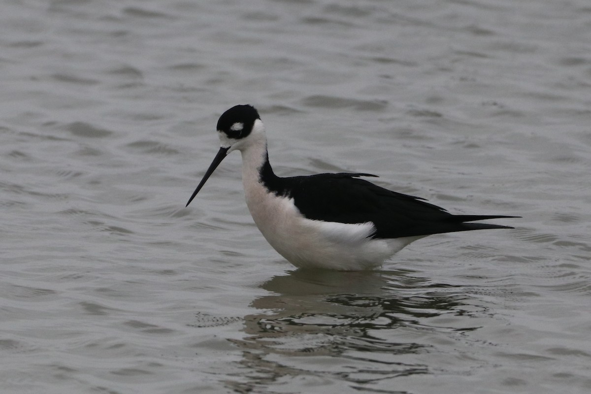 Black-necked Stilt - ML646316861
