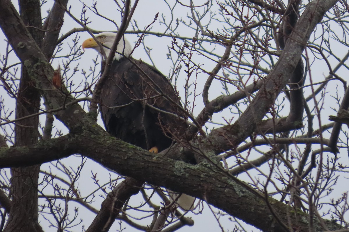 Pygargue à tête blanche - ML646316862