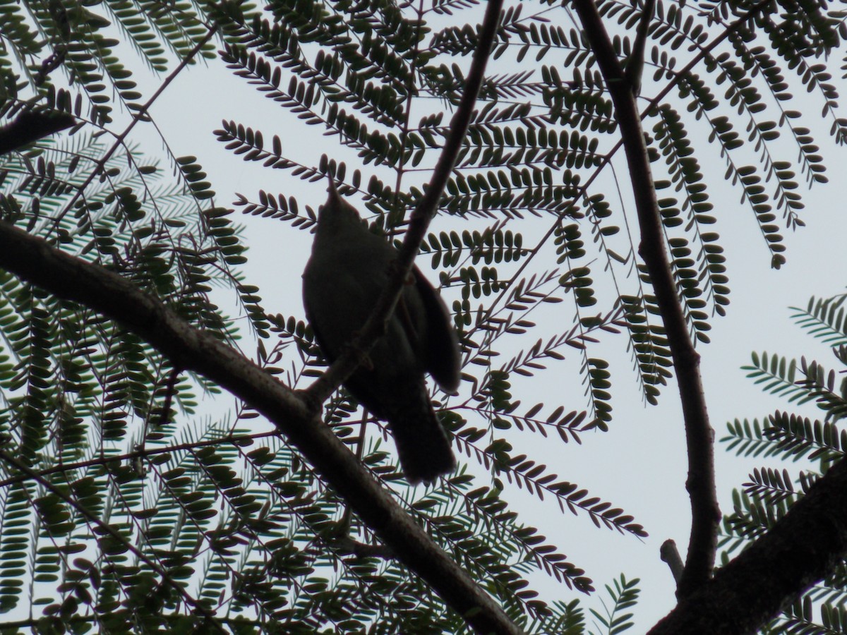 Northern House Wren - ML646316867