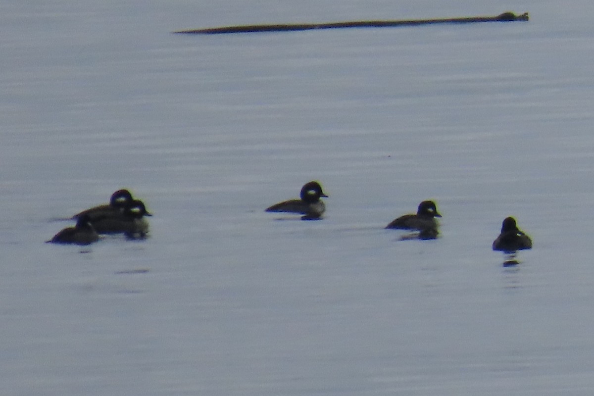 Bufflehead - ML646316871