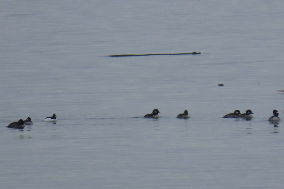 Bufflehead - ML646316873